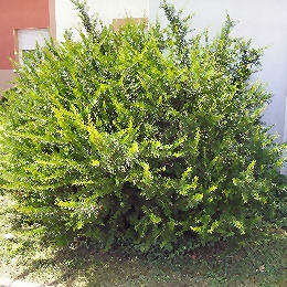Grevillea 'Canberra Gem' - Grevillea 'Canberra Gem'