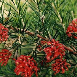 Grevillea 'Canberra Gem' - Grevillea 'Canberra Gem'
