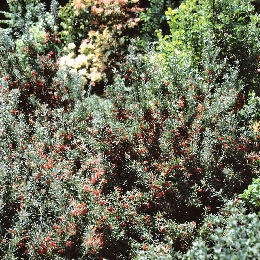 Grevillea rosmarinifolia 'Jenkinsii' - Grevillea rosmarinifolia 'Jenkinsii'