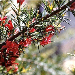 Grevillea rosmarinifolia 'Jenkinsii' - Grevillea rosmarinifolia 'Jenkinsii'