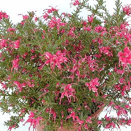 grevillea_rosmarinifolia_planfor03.jpg