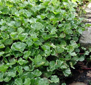 Gunn�re de Magellan - Gunnera magellanica