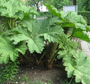 Rhubarbe g�ante du Br�sil - Gunnera manicata