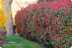Screening Hedge