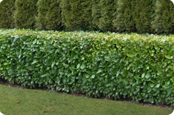 Screening Hedge
