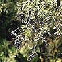 Common privet