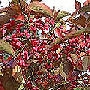 Spindle Tree