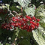 Guelder-Rose