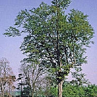 Hornbeam