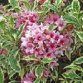 Weigelia 'Variegata'