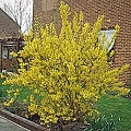 Forsythia intermedia