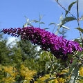 Arbre � papillons Nano Purple