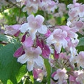 Buisson de beaut� Pink Cloud