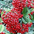 Cotoneaster lacteus