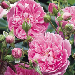 Roseira Harlow Carr (Aushouse)