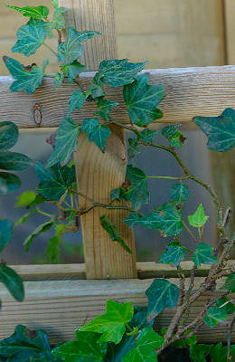 Hera comum 'Green ripple' - Hedera helix 'Green ripple'