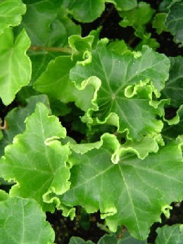 Hera comum 'Parsley Crested' - Hedera helix 'Parsley Crested'