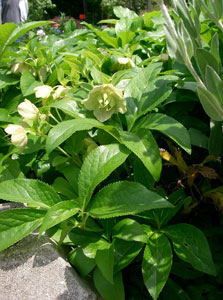 Rose de No�l d'Orient - Helleborus orientalis