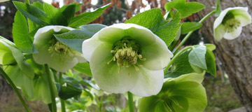 Rose de No�l d'Orient - Helleborus orientalis - Fleur