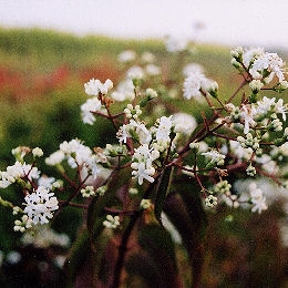 Heptacodium da China - Heptacodium jasmino�des - heptacodium miconioides