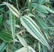 Thamnocalamus tesselatus - bambou moyen au feuillage panache
