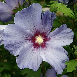 Blue Bird Hibiscus - Rose of Sharon - Hibiscus syriacus 'Oiseau bleu' - Althea frutex
