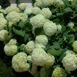 Annabelle Hydrangea - Hydrangea arborescens 'Annabelle'