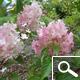 Vanilla Strawberry® Panicle Hydrangea - Hydrangea paniculata 'Vanille Fraise®' Vanilla Strawberry® Panicle Hydrangea - Hydrangea paniculata 'Vanille Fraise®'