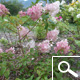 Vanilla Strawberry® Panicle Hydrangea - Hydrangea paniculata 'Vanille Fraise®' Vanilla Strawberry® Panicle Hydrangea - Hydrangea paniculata 'Vanille Fraise®'
