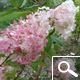 Vanilla Strawberry® Panicle Hydrangea - Hydrangea paniculata 'Vanille Fraise®' Vanilla Strawberry® Panicle Hydrangea - Hydrangea paniculata 'Vanille Fraise®'