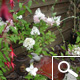 Vanilla Strawberry® Panicle Hydrangea - Hydrangea paniculata 'Vanille Fraise®' Vanilla Strawberry® Panicle Hydrangea - Hydrangea paniculata 'Vanille Fraise®'