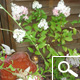 Vanilla Strawberry® Panicle Hydrangea - Hydrangea paniculata 'Vanille Fraise®' Vanilla Strawberry® Panicle Hydrangea - Hydrangea paniculata 'Vanille Fraise®'