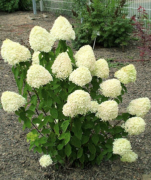 Hortensia � panicules 'Limelight'