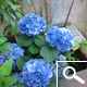 Hortensia 'Adria' - Hydrangea macrophylla 'Adria' Hortensia 'Adria' - Hydrangea macrophylla 'Adria'