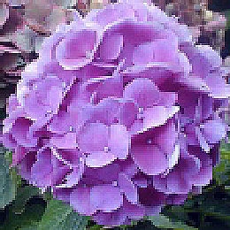 Renata Blue Hydrangea - Hydrangea macrophylla 'Renata Blue'