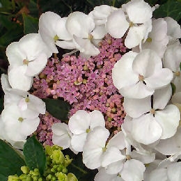 Hort�nsia 'Libelle' - Hydrangea macrophylla 'Libelle'