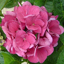 Merveille Sanguine Hydrangea - Hydrangea macrophylla 'Merveille Sanguine'