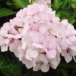Mme Emile Mouill�re Hydrangea - Hydrangea macrophylla 'Mme Emile Mouill�re'