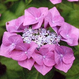 Hortensia 'Mousm�e' - Hydrangea macrophylla 'Mousm�e'