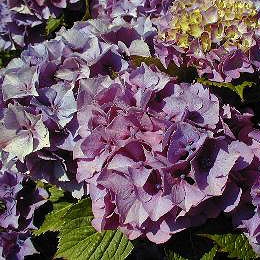 Sybilla Hydrangea - Hydrangea macrophylla 'Sybilla'
