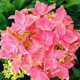 Hort�nsia 'Tovelit' - Hydrangea macrophylla 'Tovelit'
