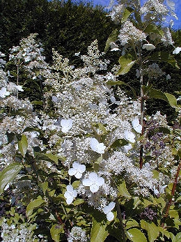 Kyushu Panicle Hydrangea - Hydrangea paniculata 'Kyushu'