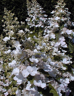 Hortensia � panicules 'Tardiva'
