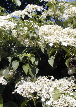 Hortensia grimpant