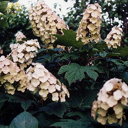 Hortensia de hojas de roble - Hydrangea quercifolia