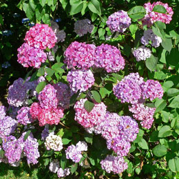 Hortensia serrata 'Preziosa' 