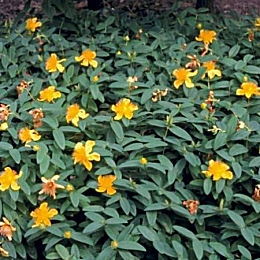 Hiperico rastrero - Hipericon - Hierba de San Juan - Hypericum calycinum