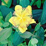 Hiperico rastrero - Hipericon - Hierba de San Juan - Hypericum calycinum