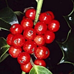 Fruits du houx Alaska