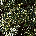 Argenteomarginata Holly - Ilex aquifolium 'Argenteomarginata'